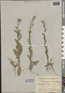 Резушка низкая (Steph.) Al-Shehbaz, O'Kane & R.A.Price, Средняя Азия и Казахстан, Сырдарьинские пустыни и Кызылкумы (M7) (Узбекистан)