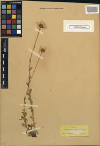 Anthemis cretica subsp. leucanthemoides (Boiss.) Grierson, Зарубежная Азия (ASIA) (Турция)