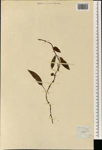 Davallia heterophylla Sm., Зарубежная Азия (ASIA) (Филиппины)