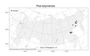 Poa kolymensis, Мятлик колымский Tzvelev, Атлас флоры России (FLORUS) (Россия)