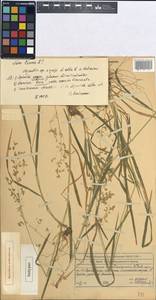 Agrostis gigantea subsp. gigantea, Средняя Азия и Казахстан, Западный Тянь-Шань и Каратау (M3) (Казахстан)