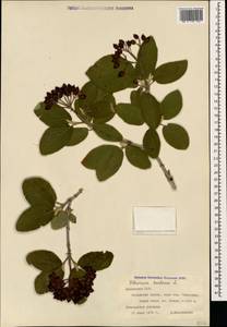 Калина гордовина L., Кавказ, Армения (K5) (Армения)