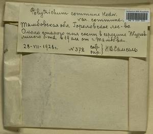 Polytrichum commune Hedw., Гербарий мохообразных, Мхи - Центральное Черноземье (B10) (Россия)