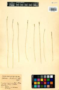 Carex myosuroides Vill., Сибирь, Прибайкалье и Забайкалье (S4) (Россия)