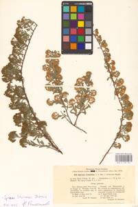 Spiraea crenata subsp. crenata, Восточная Европа, Средневолжский район (E8) (Россия)