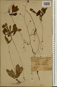 Carpesium rosulatum Miq., Зарубежная Азия (ASIA) (Япония)