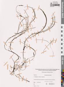 Штукения нитевидная, Рдест нитевидный (Pers.) Börner, Сибирь, Чукотка и Камчатка (S7) (Россия)