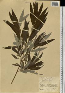 Ива прутовидная, Ива корзиночная, Сибирь, Прибайкалье и Забайкалье (S4) (Россия)