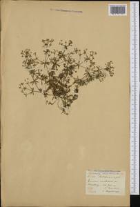 Galium austriacum Jacq., Западная Европа (EUR) (Австрия)