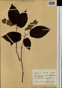 Граб сердцелистный Blume, Сибирь, Дальний Восток (S6) (Россия)