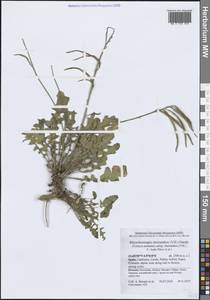 Coincya monensis subsp. cheiranthos (Vill.) Aedo, Leadlay & J.Muñoz Garm., Западная Европа (EUR) (Испания)