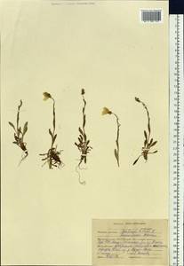 Камнеломка болотная L., Сибирь, Алтай и Саяны (S2) (Россия)