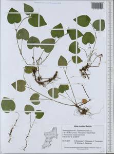 Фиалка Ривиниуса Rchb., Восточная Европа, Северо-Западный район (E2) (Россия)