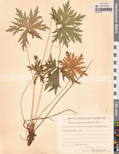 Герань волосистоцветковая DC., Сибирь, Чукотка и Камчатка (S7) (Россия)