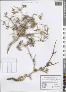 Caropodium platycarpum (Boiss. & Hausskn.) Schischk., Зарубежная Азия (ASIA) (Иран)