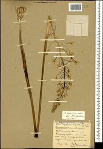 Птицемлечник дугообразный Steven, Кавказ, Ставропольский край, Карачаево-Черкесия, Кабардино-Балкария (K1b) (Россия)