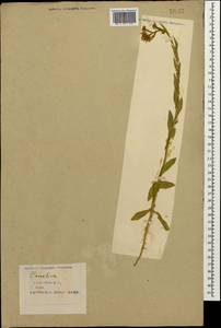 Camelina microcarpa subsp. pilosa (DC.) Jáv., Кавказ, Азербайджан (K6) (Азербайджан)