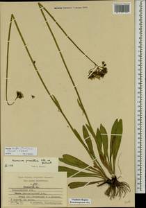 Pilosella densiflora subsp. densiflora, Восточная Европа, Центральный район (E4) (Россия)