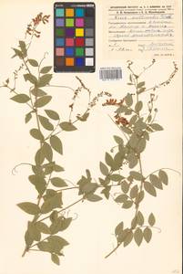 Горошек лжесочевниковый Fisch. & C.A.Mey., Сибирь, Дальний Восток (S6) (Россия)