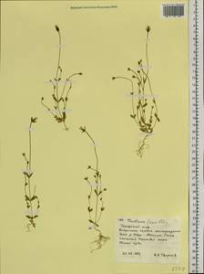 Комастома нежная (Rottb.) Toyok., Сибирь, Западная Сибирь (S1) (Россия)