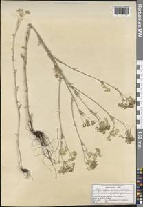 Elaeosticta aurea (Boiss.) Menemen, Зарубежная Азия (ASIA) (Турция)