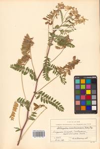 Астрагал повислоцветковый Lam., Сибирь, Дальний Восток (S6) (Россия)