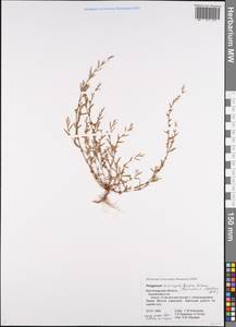 Спорыш птичий, Горец птичий  (Boreau) Berher, Восточная Европа, Нижневолжский район (E9) (Россия)