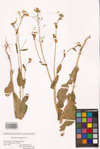 Brassica rapa subsp. sylvestris (L.) Janch., Восточная Европа, Западный район (E3) (Россия)
