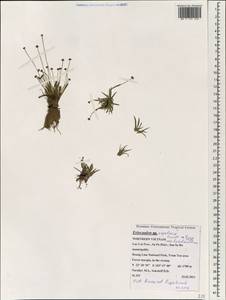 Eriocaulon nepalense var. luzulifolium (Mart.) Praj. & J.Parn., Зарубежная Азия (ASIA) (Вьетнам)