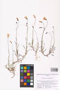 Колокольчик круглолистный L., Восточная Европа, Северный район (E1) (Россия)