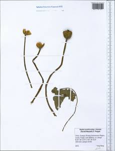 Nuphar pumila subsp. sinensis (Hand.-Mazz.) Padgett, Зарубежная Азия (ASIA) (КНР)