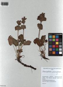 Змееголовник крупноцветковый L., Сибирь, Алтай и Саяны (S2) (Россия)