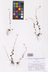 Камнеломка наклоненная, Камнеломка поникающая L., Восточная Европа, Северный район (E1) (Россия)