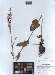 Rumex scutatus subsp. scutatus, Сибирь, Алтай и Саяны (S2) (Россия)