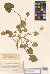Ficaria kochii (Ledeb.) Iranshahr & Rech.fil., Кавказ, Грузия (K4) (Грузия)