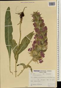 Acanthus dioscoridis L., Зарубежная Азия (ASIA) (Иран)
