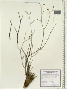 Pseudotrachydium pauciradiatum (Boiss. & Hohen.) Pimenov & Kljuykov, Зарубежная Азия (ASIA) (Иран)