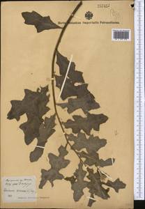 Бодяк полевой, Розовый осот (L.) Scop., Средняя Азия и Казахстан, Сырдарьинские пустыни и Кызылкумы (M7) (Узбекистан)