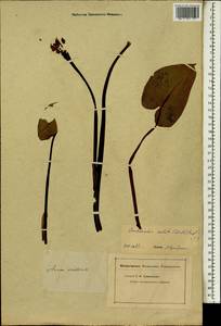 Zantedeschia albomaculata (Hook.) Baill., Африка (AFR) (Неизвестно)