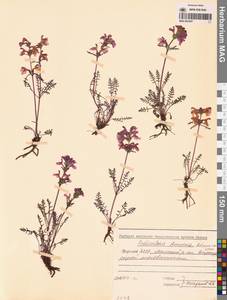 Мытник прелестный Adams ex Steven, Сибирь, Якутия (S5) (Россия)