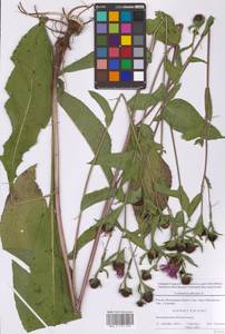 Василек фригийский L., Восточная Европа, Московская область и Москва (E4a) (Россия)