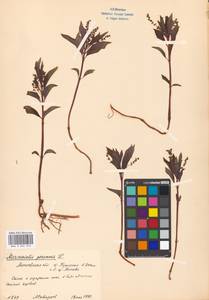 Пролесник многолетний L., Восточная Европа, Московская область и Москва (E4a) (Россия)