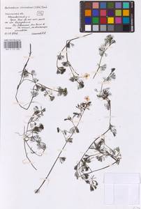 Водяной лютик завитой, Шелковник завитой Sibth., Восточная Европа, Центральный район (E4) (Россия)