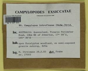 Campylopus introflexus (Hedw.) Brid., Гербарий мохообразных, Мхи - Австралия (BAu) (Австралия)