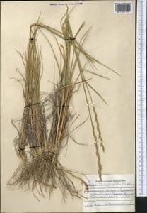 Thinopyrum intermedium subsp. intermedium, Средняя Азия и Казахстан, Памир и Памиро-Алай (M2) (Узбекистан)