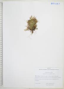Плаунок северный (Kaulf.) Spring, Сибирь, Дальний Восток (S6) (Россия)