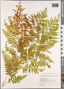 Pteridium aquilinum subsp. pinetorum (C. N. Page & R. R. Mill) J. A. Thomson, Сибирь, Западная Сибирь (S1) (Россия)