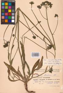 Pilosella erythrochrista (Nägeli & Peter) S. Bräut. & Greuter, Восточная Европа, Западный район (E3) (Россия)