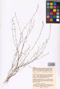 Спорыш отклоненный, Горец отклоненный M.Bieb., Восточная Европа, Нижневолжский район (E9) (Россия)