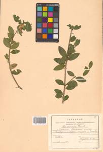 Падуб городчатый Thunb., Сибирь, Дальний Восток (S6) (Россия)